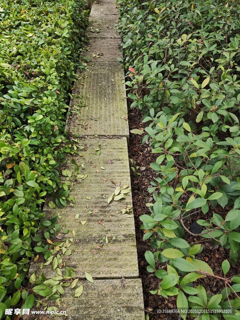 幽静绿植间的石板小径