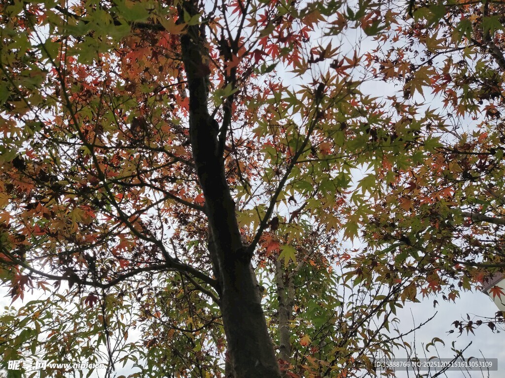 秋日多彩树木景观