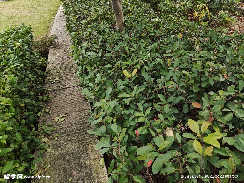 小径旁繁茂绿植景观