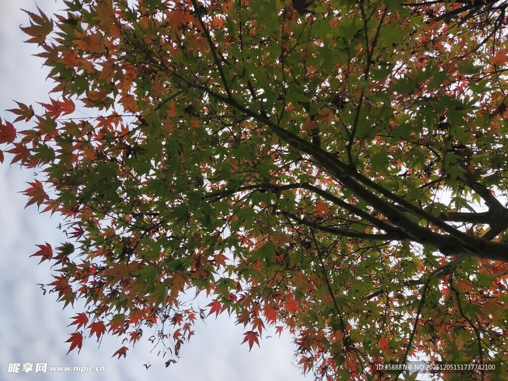 仰视红叶满枝的树木