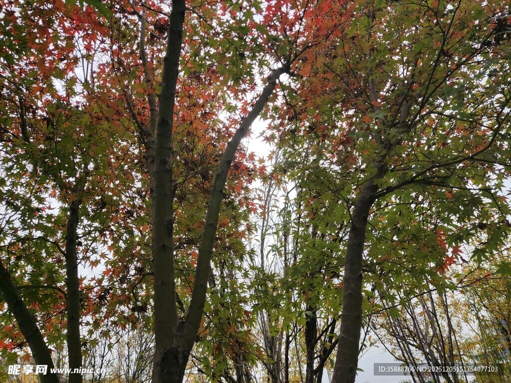 秋日多彩树林美景