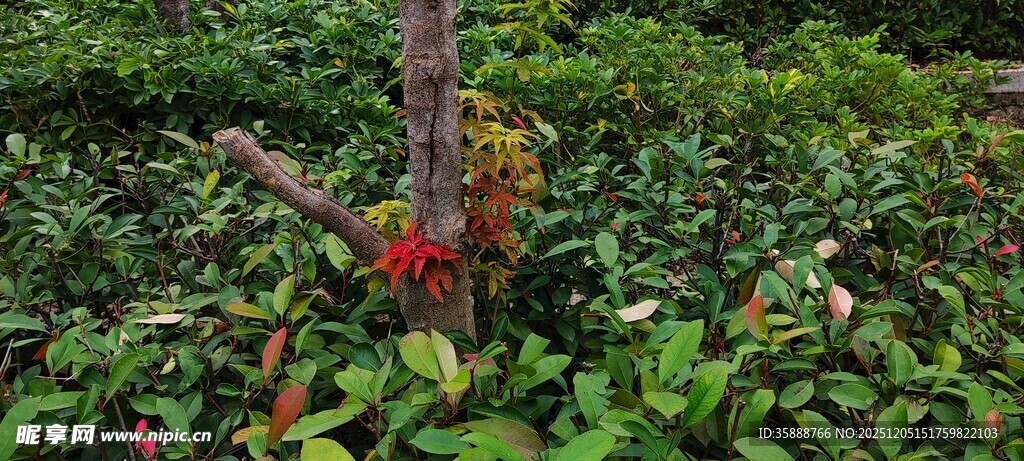 多彩凤梨植物景观