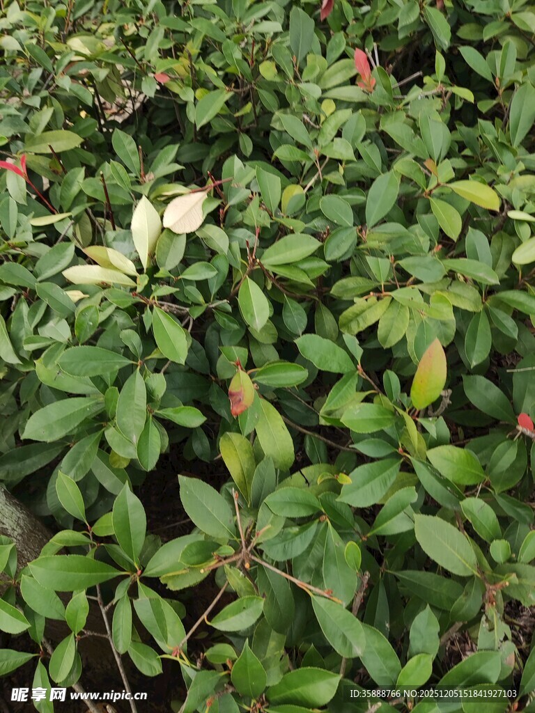 绿叶丛中的白色花朵