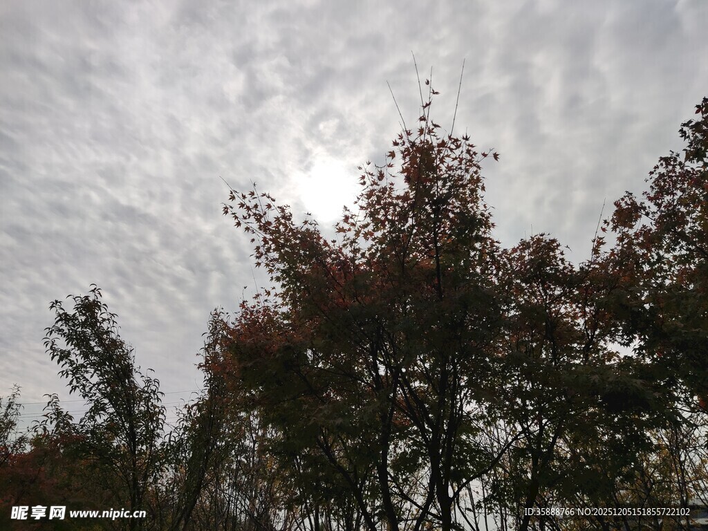 阳光穿透树梢的天空景象