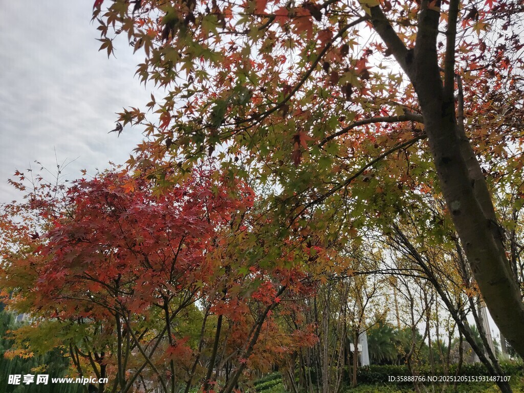 秋日公园红叶树木景观