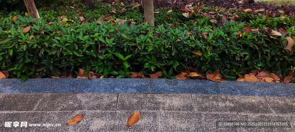 地面落叶与绿植景观