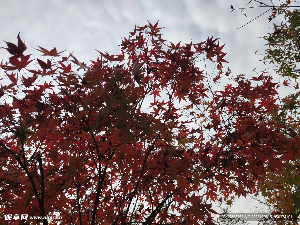 红枫叶树秋日绚烂景致