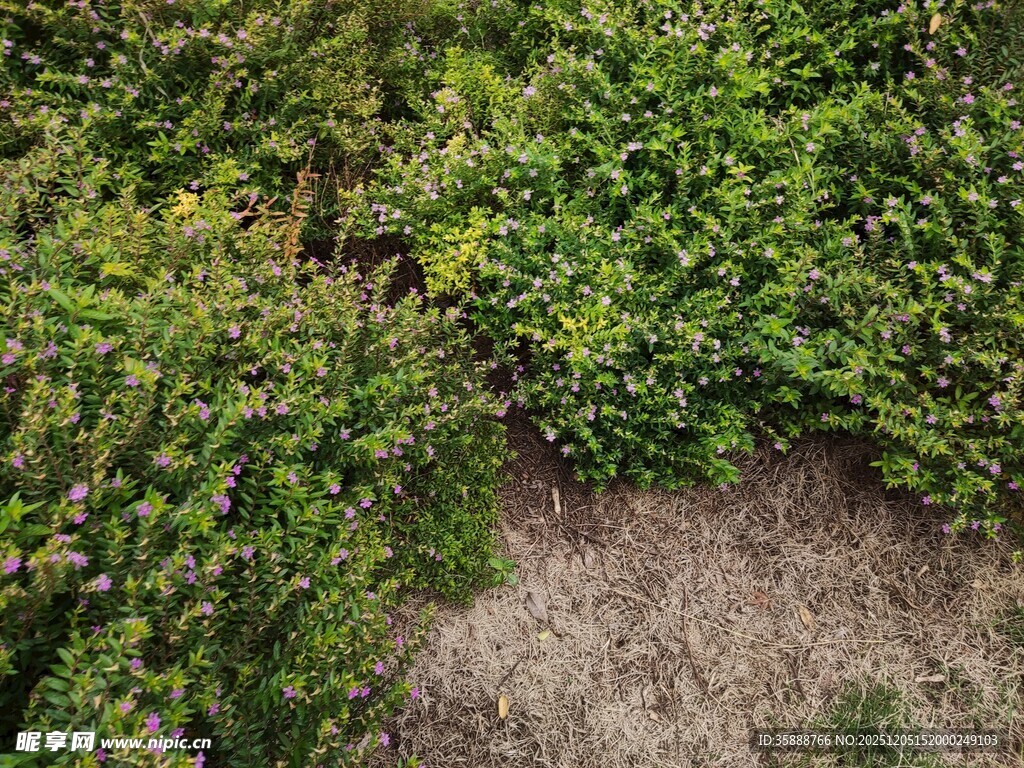 地面绿植与裸露土地景象