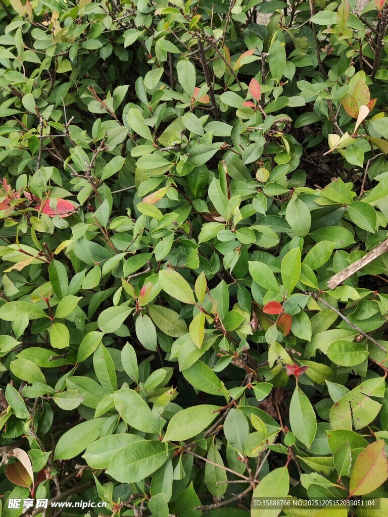 绿叶丛中带些许红色植物