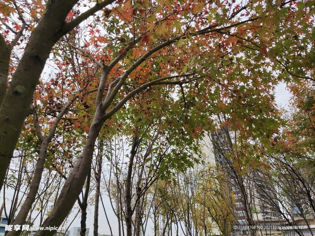 秋日斑斓树林美景