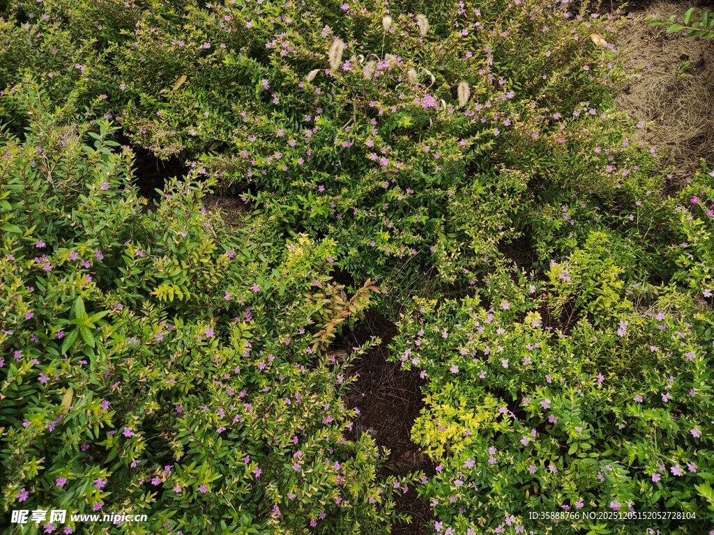 俯瞰繁茂绿植景观