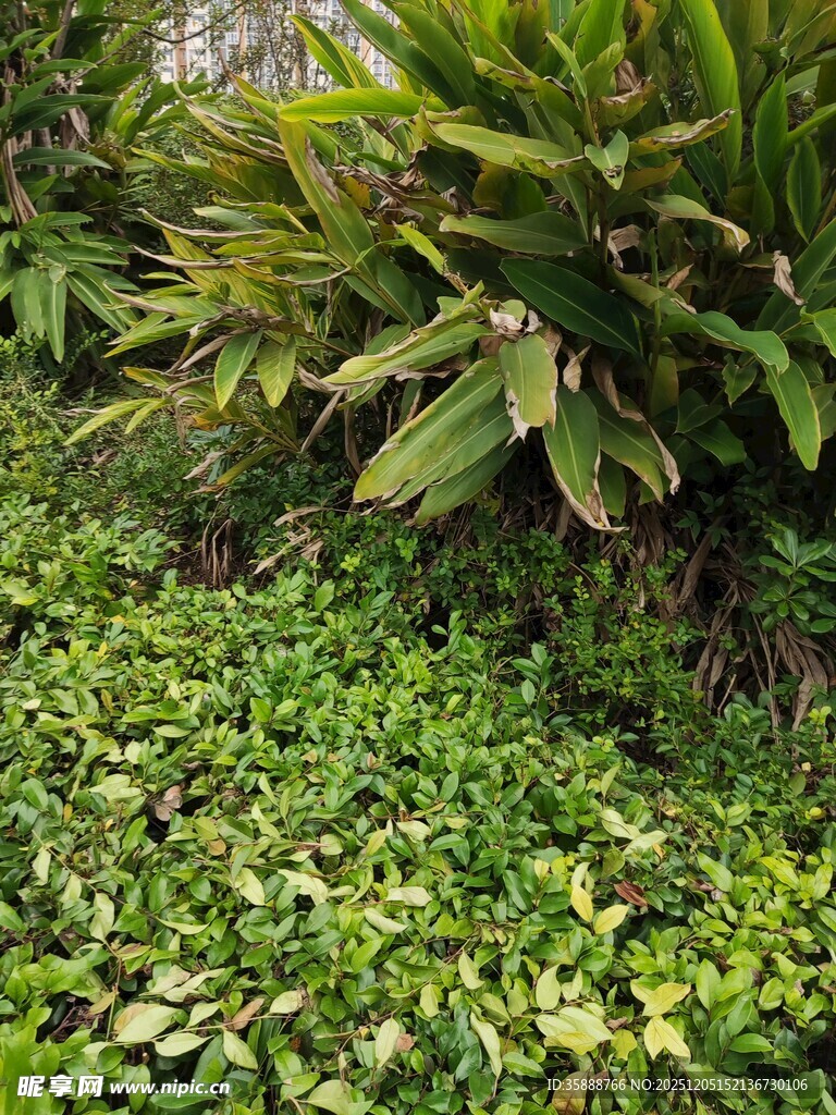 翠绿繁茂的多样植物景观