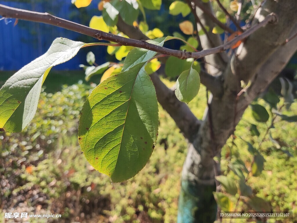 枝头绿叶间的生机景象