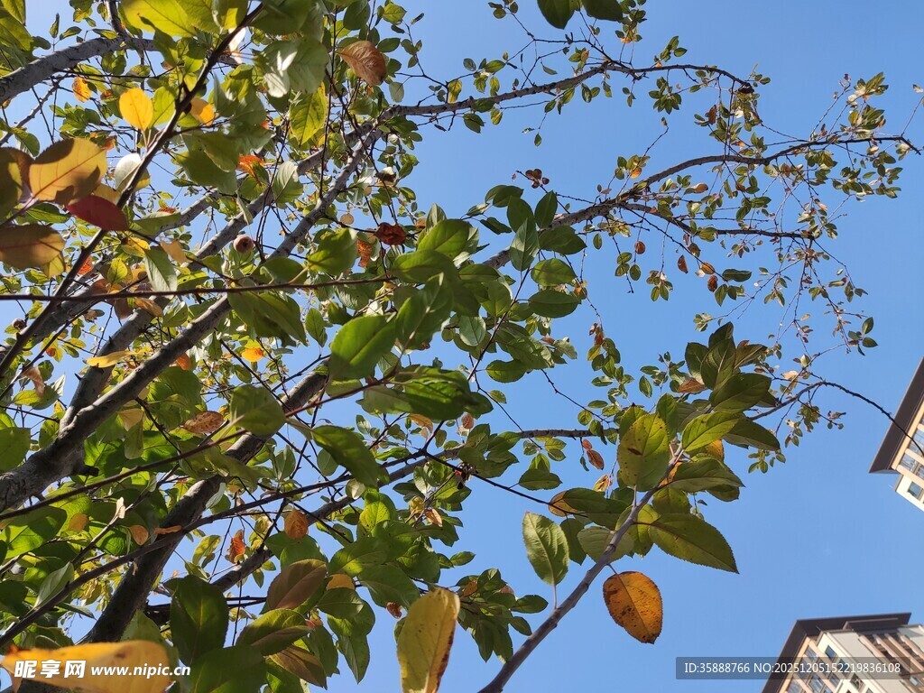 秋日枝头蓝天绿叶相衬