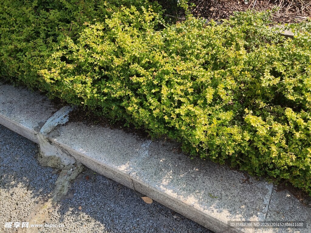 路边绿植旁的灰色小动物