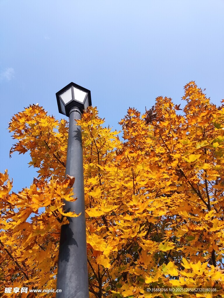 秋日路灯旁绚烂黄叶树