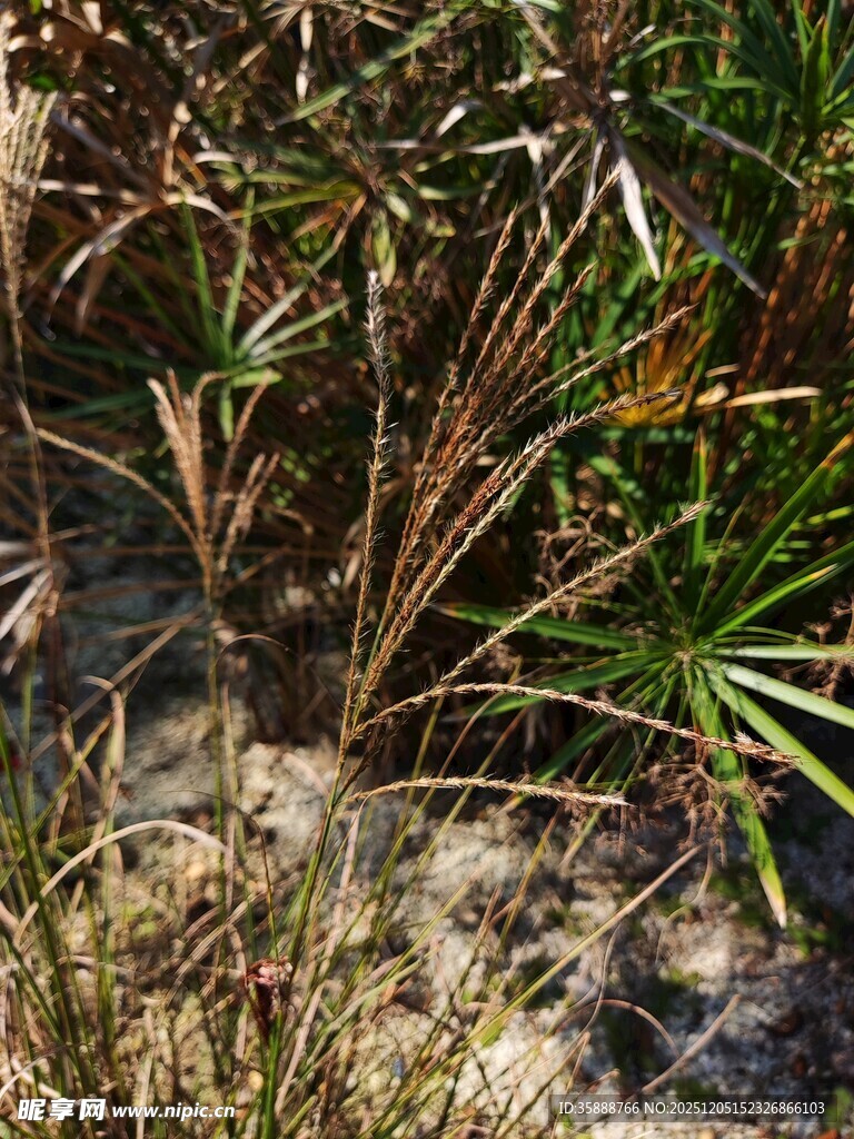 野外丛生的多样草本植物