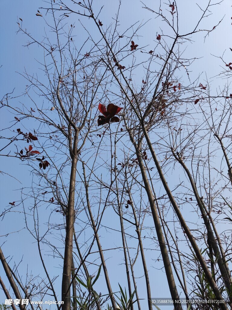 枯树蓝天间的萧瑟景象
