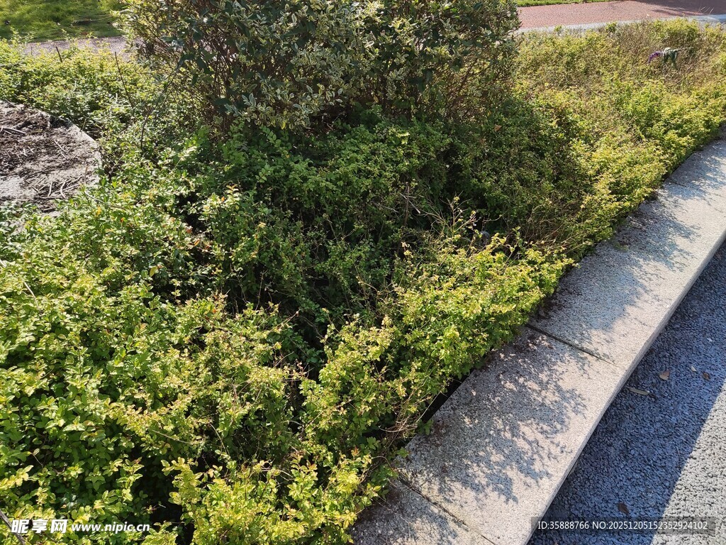 路边绿意盎然的繁茂植物