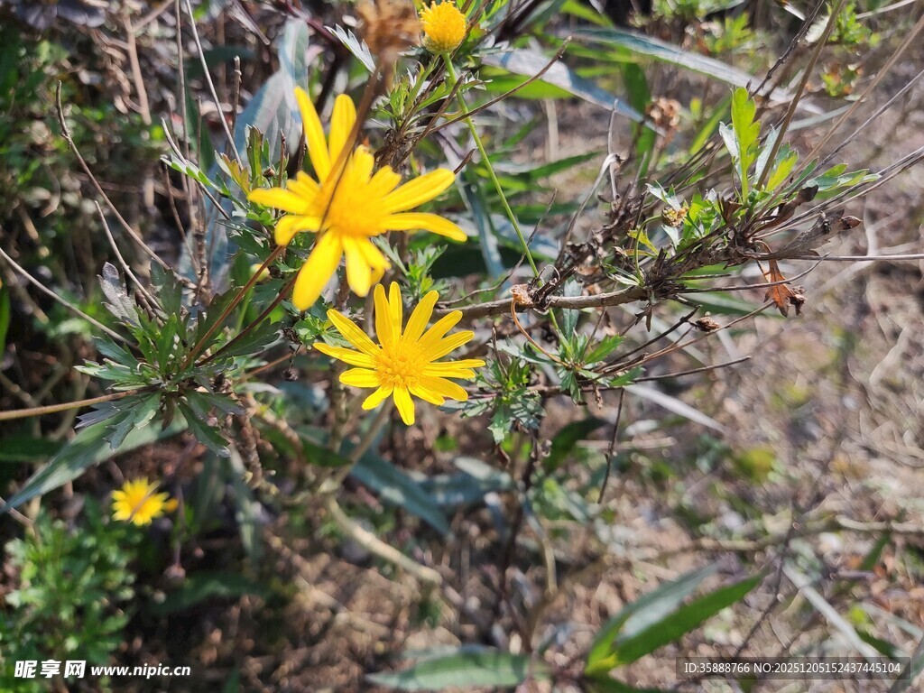 野外绽放的黄色小花