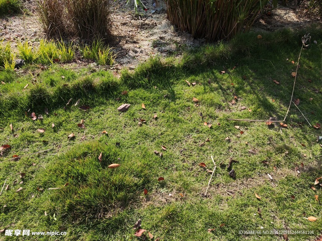 户外草地与低矮植物景观