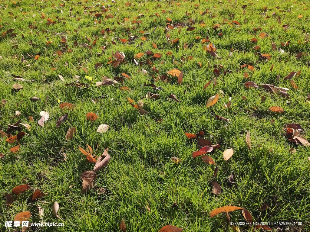 草原上的牛群悠然自得