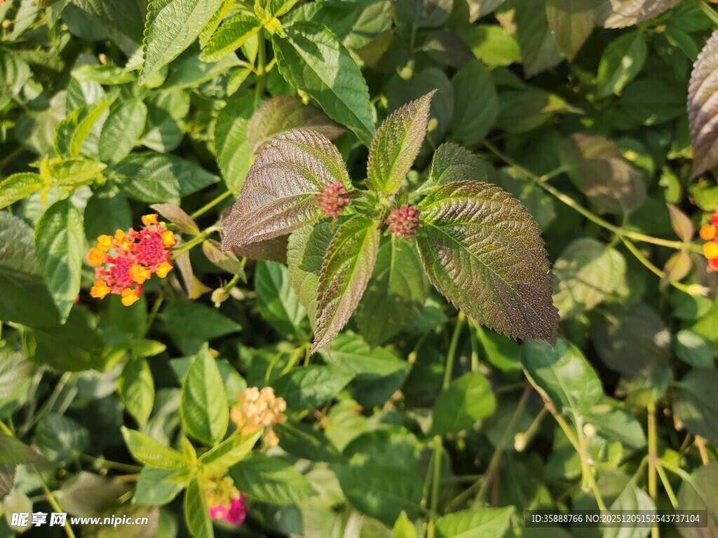 绿叶丛中的多彩小花