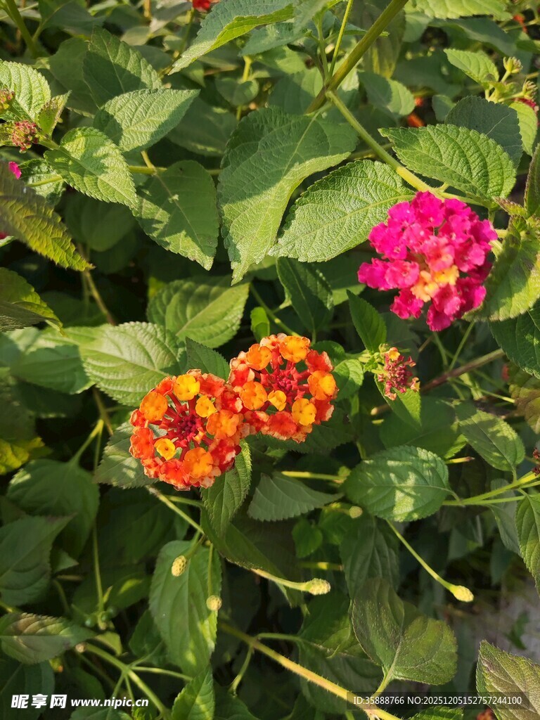 多彩花卉绽放绿叶间