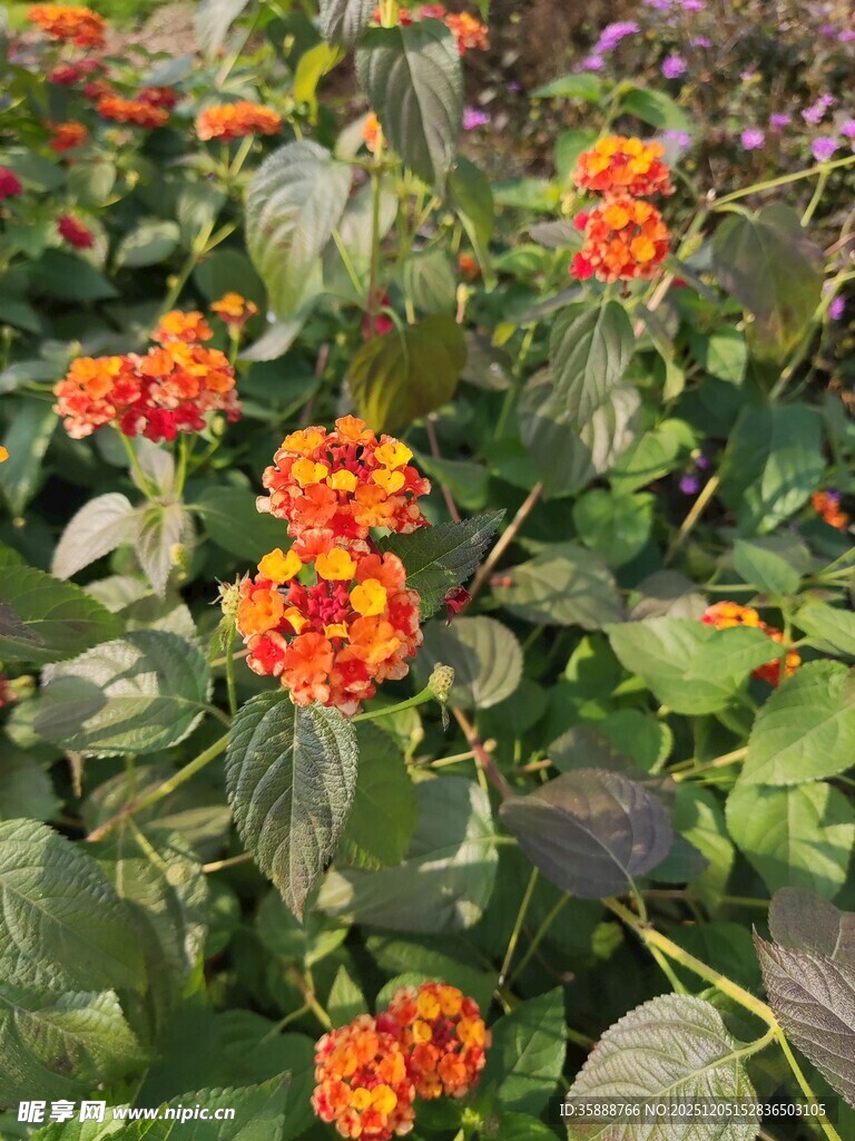 鲜艳橘色花朵绽放绿叶间