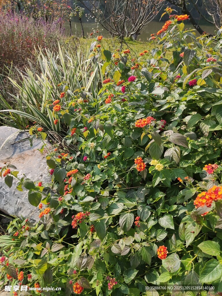 花丛中的多彩景致