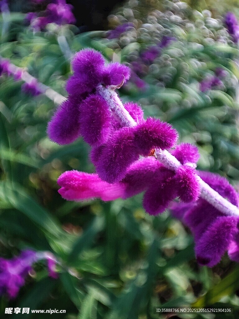 紫色串串花绽放美景