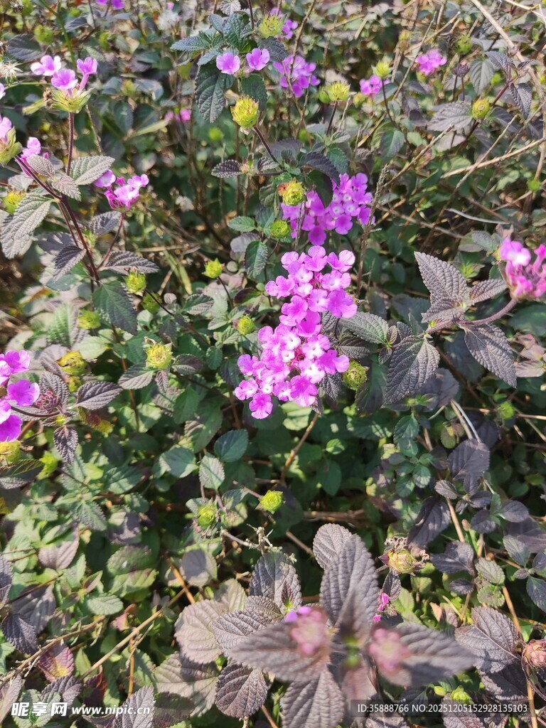 紫色小花绽放绿叶间