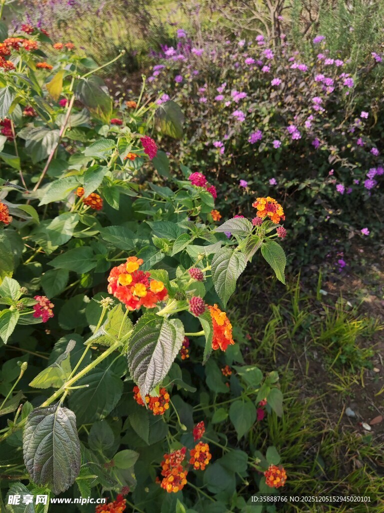 多彩花卉绽放于绿意间