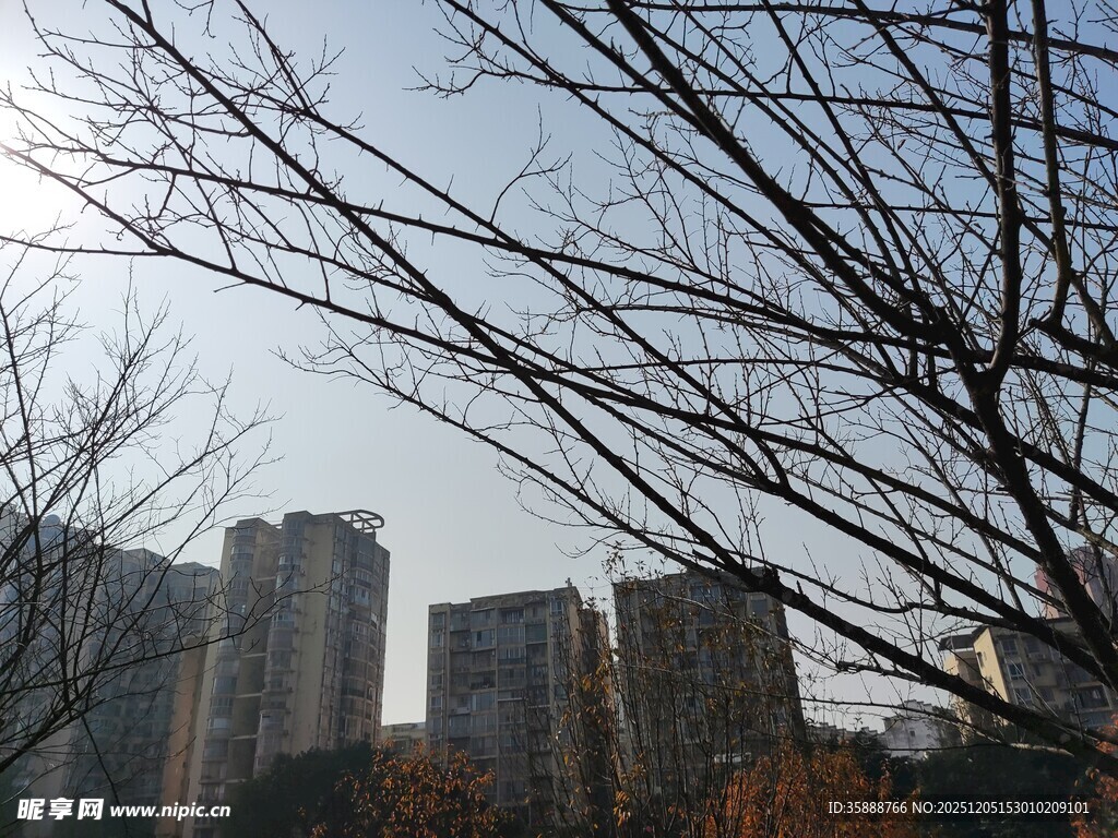 冬日城市中光秃树木与高楼