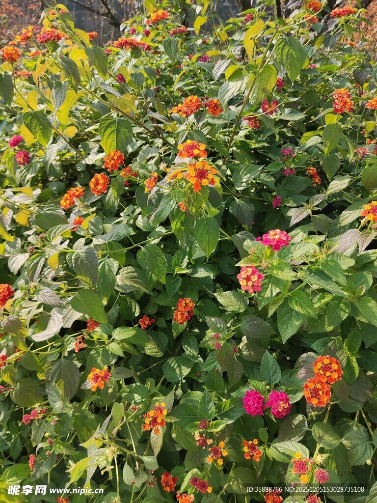 多彩花丛绽放鲜艳花朵