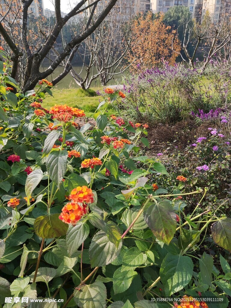多彩花卉装点的美丽花园