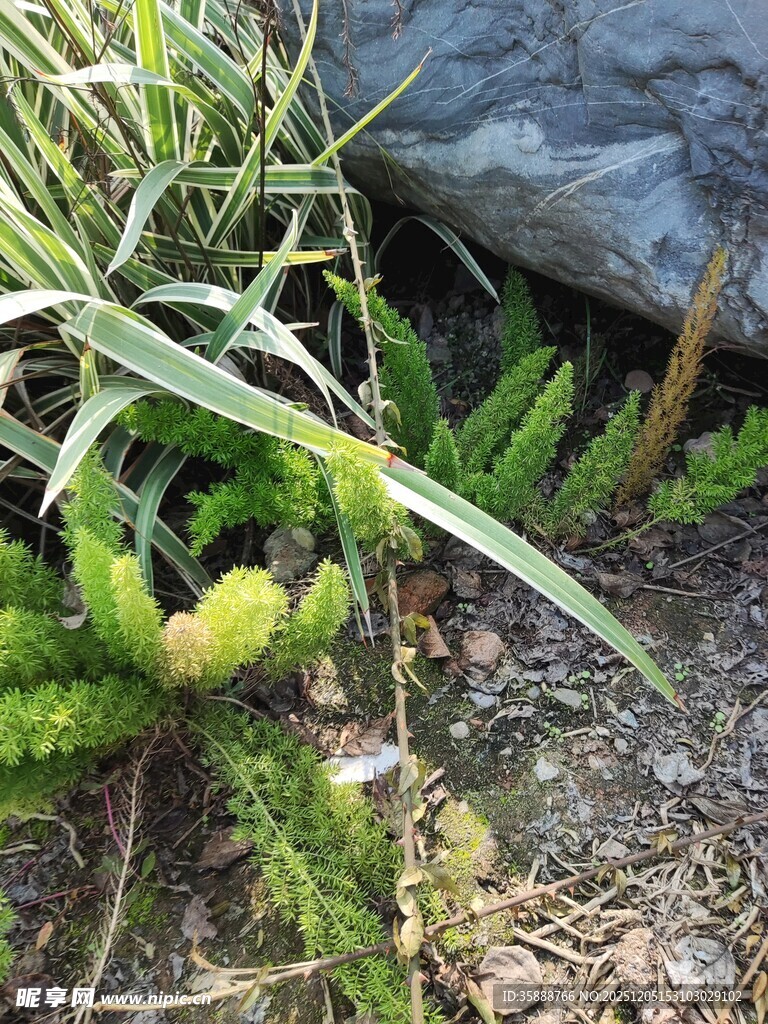 石边嫩绿多肉植物景观