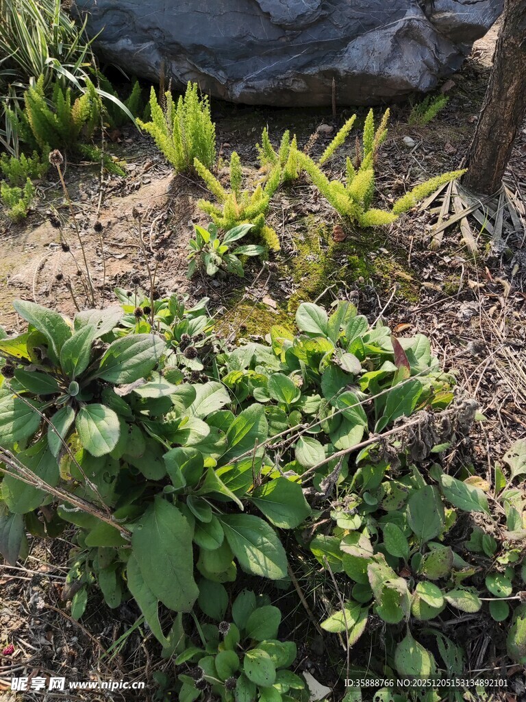 地面上的多样绿色植物