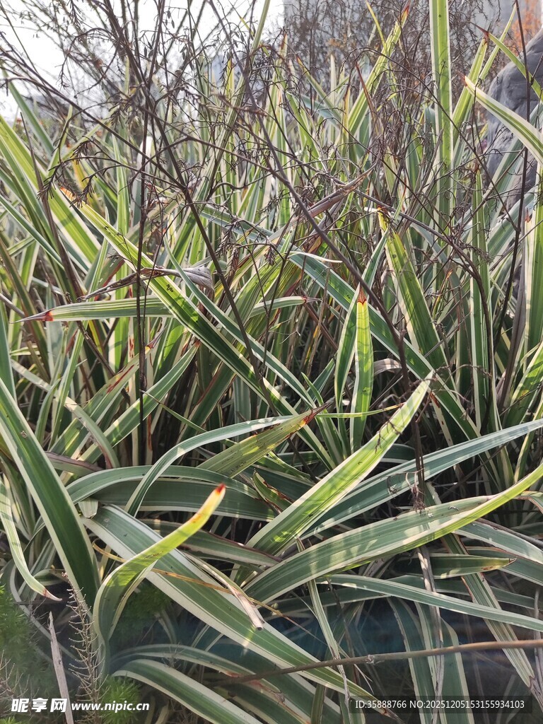 金边阔叶麦冬植物景观