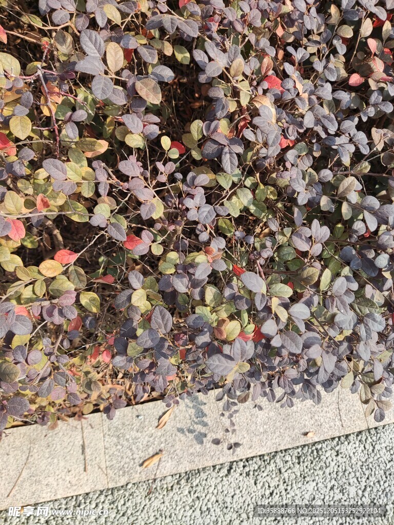 墙边多彩植物特写