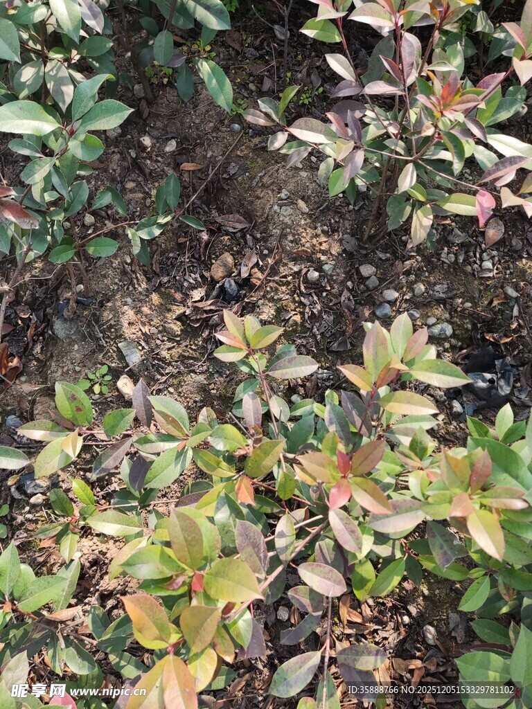 多彩叶片植物景观