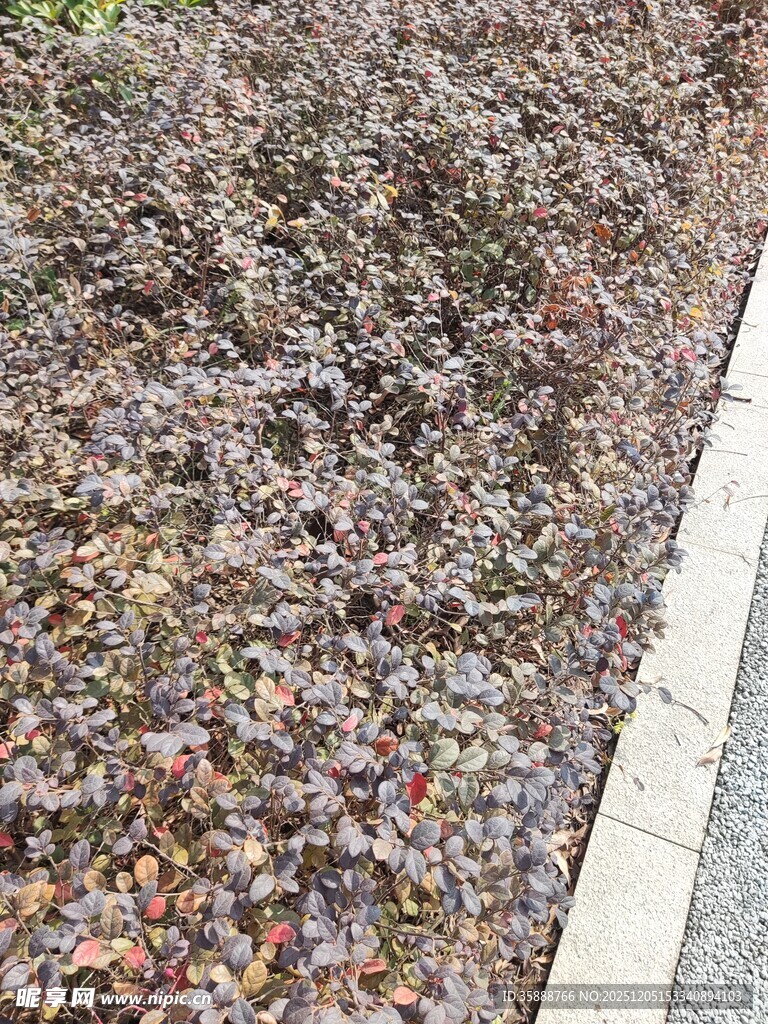 路边落叶覆盖的灌木丛