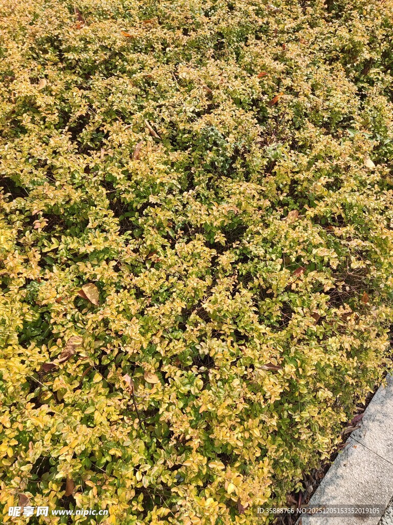 金黄植物覆盖的地面景观