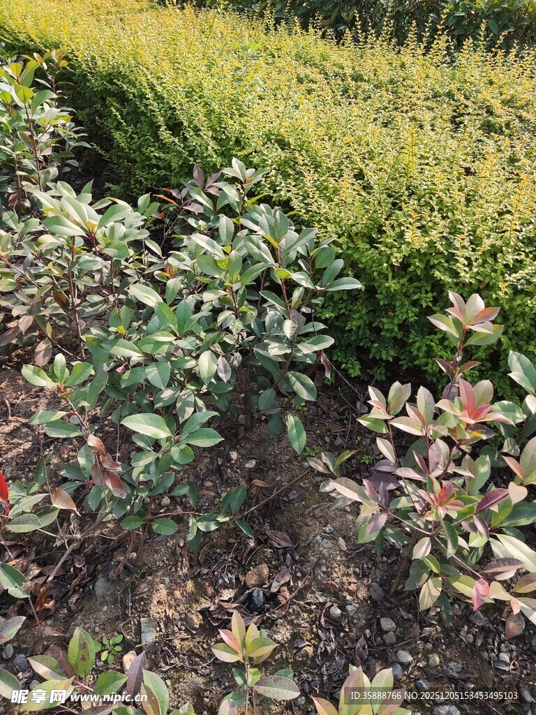 多彩灌木植物景观