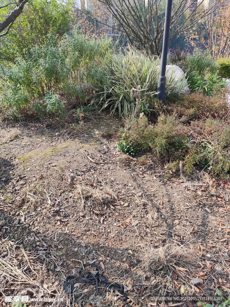 户外荒野的植物景观