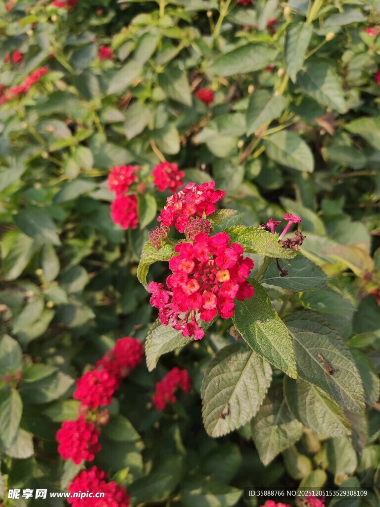 鲜艳红花朵与绿叶相衬