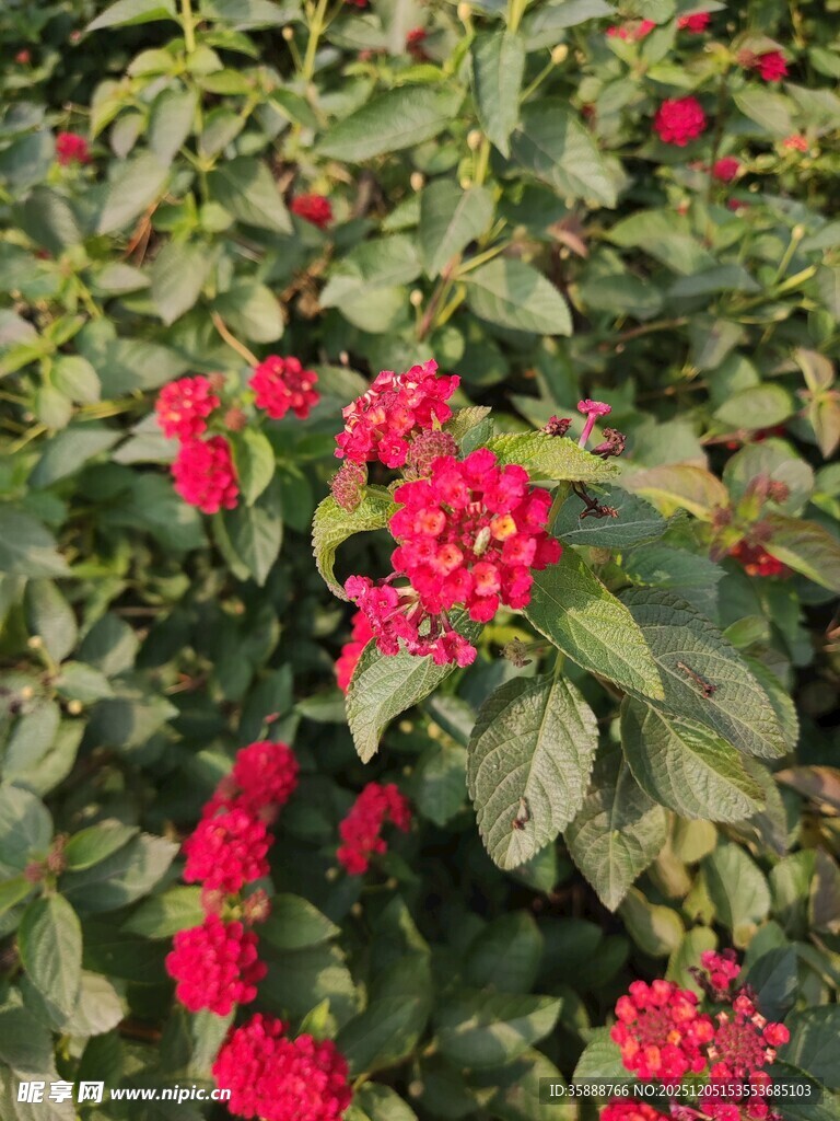 鲜艳红花朵与绿叶相映