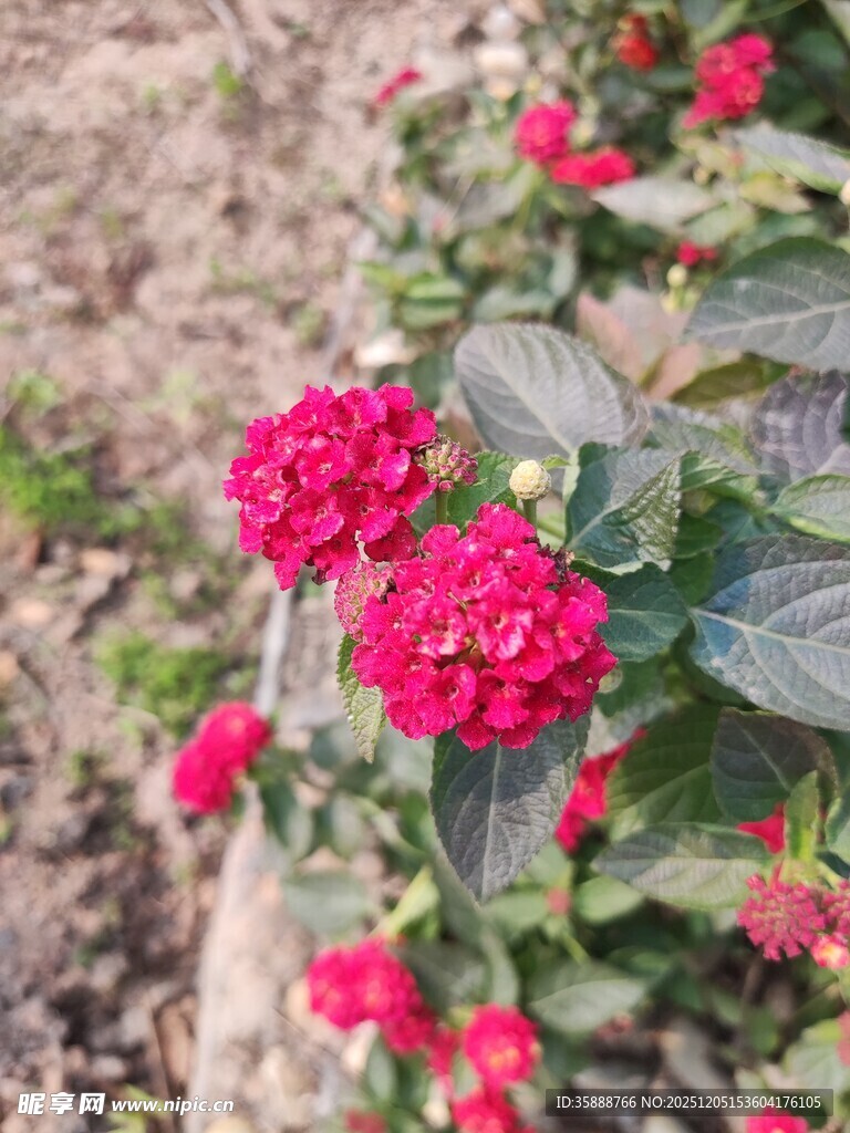 鲜艳红花朵朵绽放