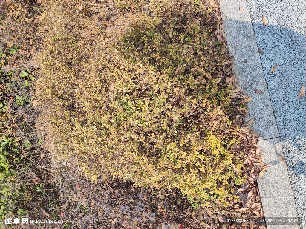 路边枯黄草地景象