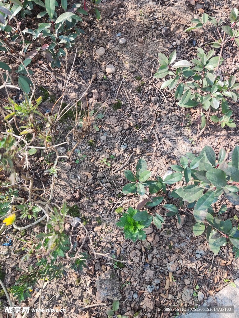 地面的植物与泥土景象